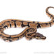 African Import Dinker Ball Python for Sale