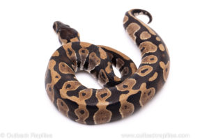 African Import Dinker Ball Python for Sale