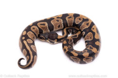 African Import Dinker Ball Python for Sale
