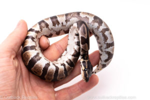 African Import Dinker Ball Python for Sale