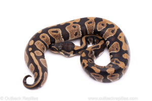 African Import Dinker Ball Python for Sale