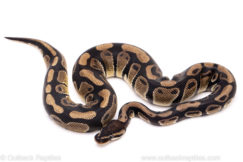 African Import Dinker Ball Python for Sale