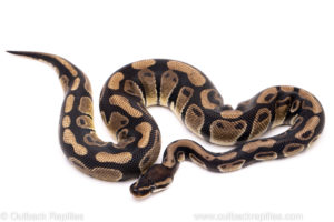 African Import Dinker Ball Python for Sale