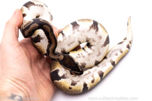 African Import Dinker Ball Python for Sale