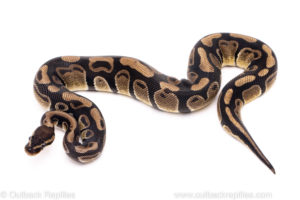 African Import Dinker Ball Python for Sale