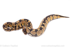 African Import Dinker Ball Python for Sale