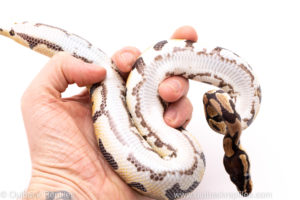 African Import Dinker Ball Python for Sale