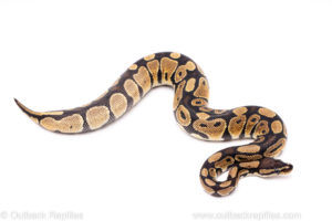 African Import Dinker Ball Python for Sale