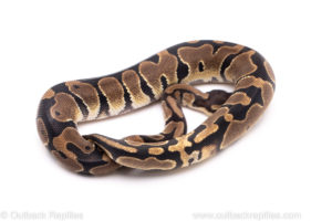 African Import Dinker Ball Python for Sale
