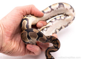 African Import Dinker Ball Python for Sale