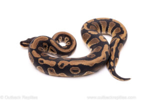 African Import Dinker Ball Python for Sale