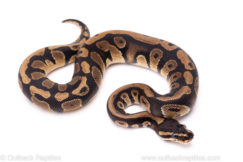African Import Dinker Ball Python for Sale