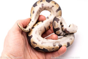African Import Dinker Ball Python for Sale