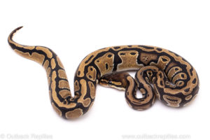 African Import Dinker Ball Python for Sale
