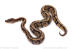 African Import Dinker Ball Python for Sale