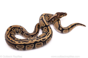 African Import Dinker Ball Python for Sale