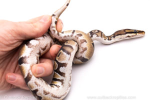African Import Dinker Ball Python for Sale