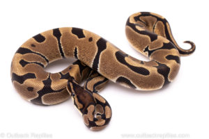 African Import Dinker Ball Python for Sale