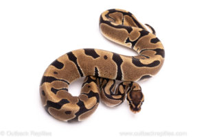 African Import Dinker Ball Python for Sale