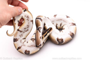 African Import Dinker Ball Python for Sale