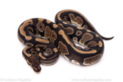 African Import Dinker Ball Python for Sale