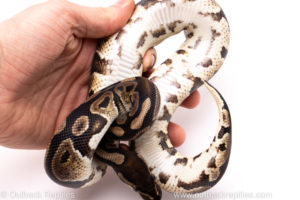 African Import Dinker Ball Python for Sale