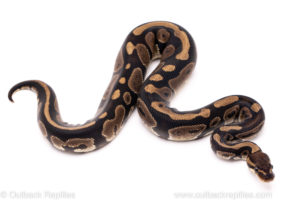 African Import Dinker Ball Python for Sale