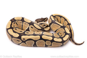 African Import Dinker Ball Python for Sale