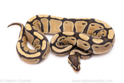 African Import Dinker Ball Python for Sale