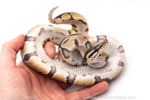 African Import Dinker Ball Python for Sale