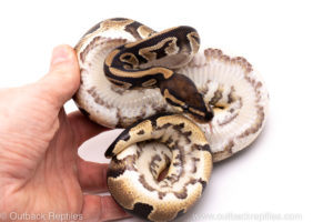 African Import Dinker Ball Python for Sale