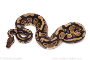 African Import Dinker Ball Python for Sale
