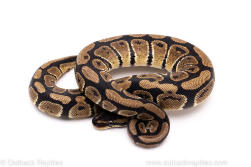 African Import Dinker Ball Python for Sale