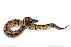 African Import Dinker Ball Python for Sale