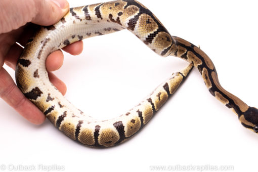 African Import Dinker Ball Python for Sale