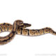 African Import Dinker Ball Python for Sale