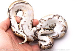 African Import Dinker Ball Python for Sale