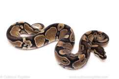 African Import Dinker Ball Python for Sale