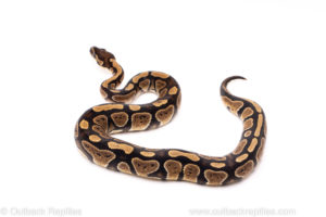 African Import Dinker Ball Python for Sale