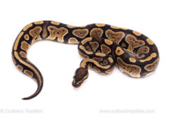 African Import Dinker Ball Python for Sale