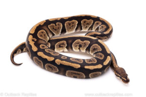 African Import Dinker Ball Python for Sale