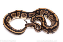 African Import Dinker Ball Python for Sale