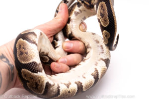African Import Dinker Ball Python for Sale
