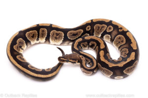 African Import Dinker Ball Python for Sale