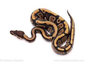 African Import Dinker Ball Python for Sale