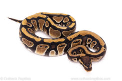 African Import Dinker Ball Python for Sale