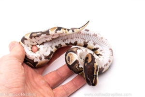 African Import Dinker Ball Python for Sale