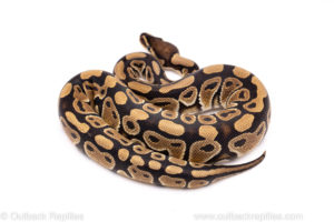 African Import Dinker Ball Python for Sale