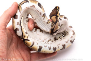 African Import Dinker Ball Python for Sale