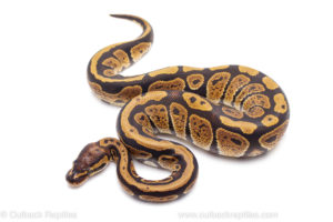 Africa Import Ball Python for sale